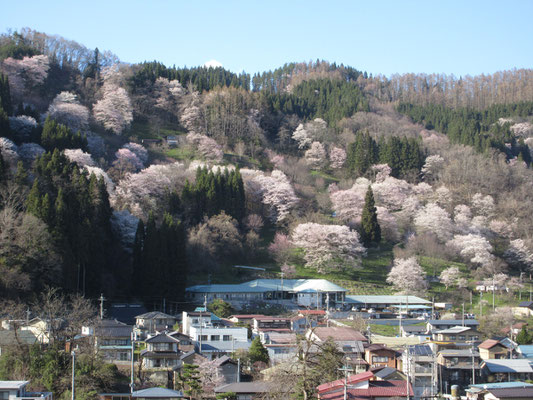 小川村村内の桜