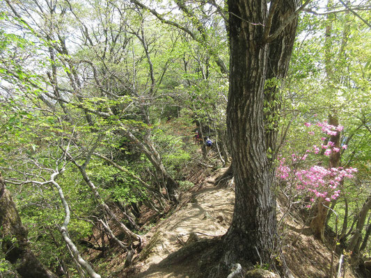 ここら辺まで来れば登山道も安心 最高の登山日和