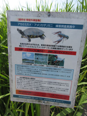 特定外来生物の看板　これの駆除作業が行われている
