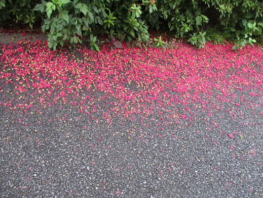 百日紅が満開だった頃の地面　きれいな落花で彩られていた