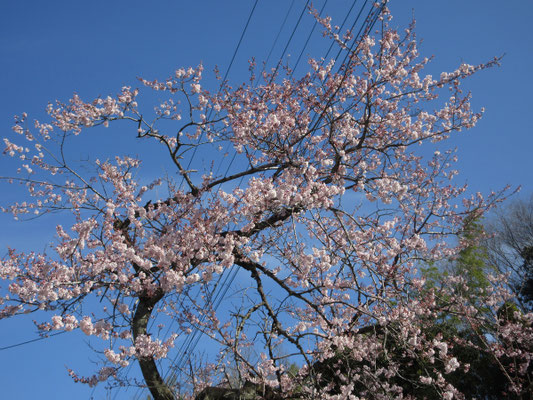 下界では見頃の桜も(ソメイヨシノではない)