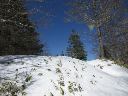 帰り道でもこんもりした雪の景色を楽しむ