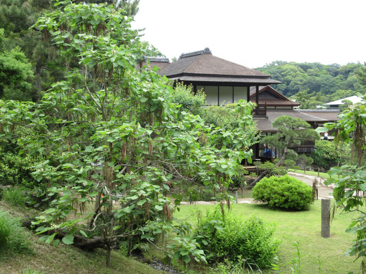 手前の長いさや状の実が垂れ下がった木はキササゲで、二本両側に植えられたのは雷除けだったとか