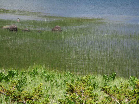 水辺にはミヤマホタルイ？（カヤツリグサ科）が細く林立し、風を受けると波のように銀色に輝く様がとても美しかったです