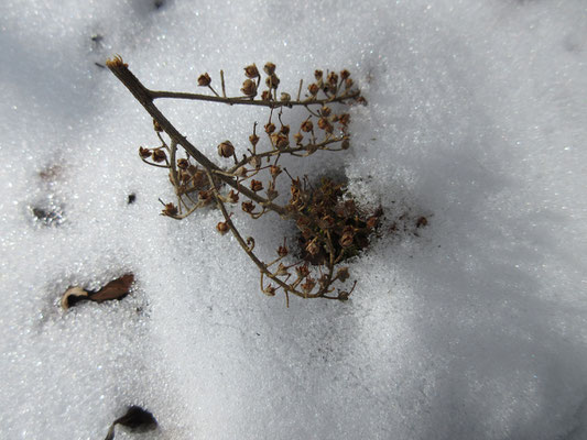 雪と自然の造形2　うっすらと日が当たると、雪の粒がささやかに輝く