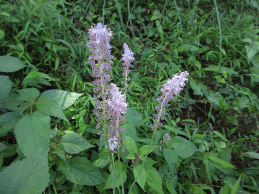 下の方でであった花　ウツボ