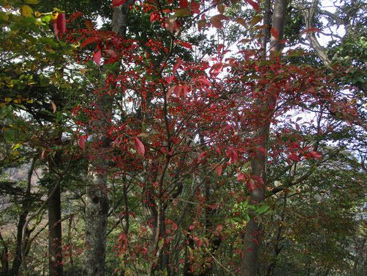 山頂脇にあるコマユミの木　長年ここを登っている仲間が、こんなに紅葉と赤い実が一緒になっているのを見るのは初めてと