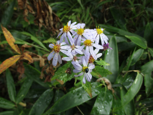 中心の頭花がよく分かる　薄紫の部分は舌状花　輝く甲虫もやってきて露もきれいなノコンギク　