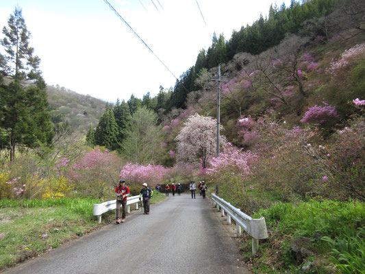 村内の道路周辺にも、桜やツツジ等などが咲き乱れている