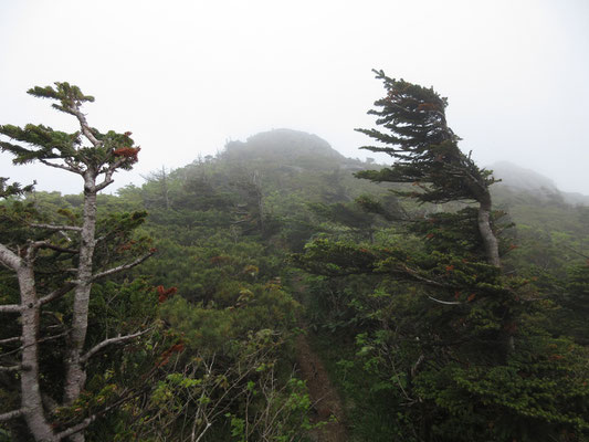 もうすぐ目の前の盛り上がりが山頂　ガスで視界が悪い
