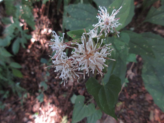 民家の脇を通り抜けて行く登山口　すぐにコウヤボウキの花に出会う