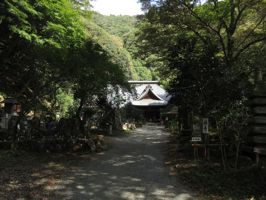 椿の木がやたら多いと思って登ってきたら「椿寺」との別名　