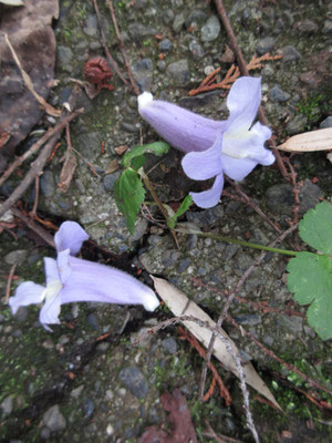 頭の上に咲いているキリの花　落花で桐が満開だと知る