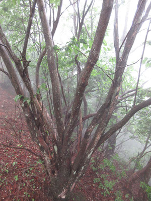 ネジキの木　いつも行っている西山でもポイント地点にある木だが、花を見たのは初めて　こんなきれいな花が咲くとは知らなかった