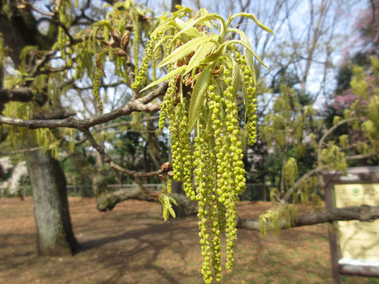 近寄ってみる　自然界ではなかなかこのアングルでは撮れない　雌花は新しい梢の葉柄根元辺りに咲くらしいが、分からず