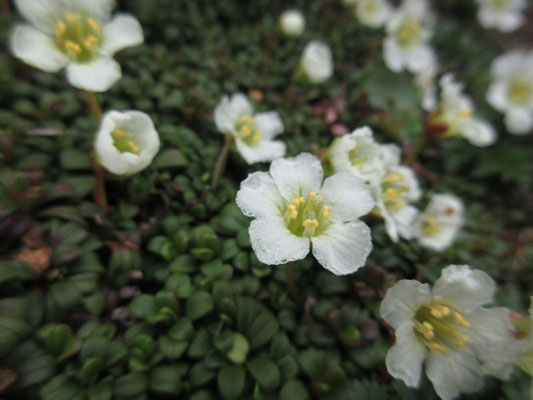 霧の露に濡れて半透明になっている花びら