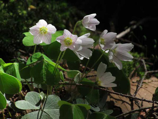 蕾のときは白く見えますが、花開くと花弁のピンクのラインが目立ちうっすらと染まって見えます