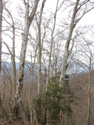 御坂山のブナ林2