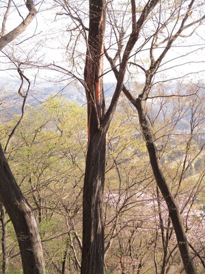 背景の芽吹きは美しいが、手前のシデの木肌の朱のペンキで塗ったような痕は何なのか？　不明のまま　当日数箇所で目撃