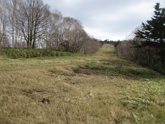 そして最後に再びゲレンデに飛び出します　この急登をクリアーすれば山頂