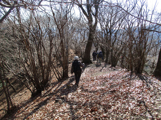 荻野高取山に向かってアブラチャンの林のなかを一旦下っていきます　春はここ一面、黄色いアブラチャンの花が咲きとてもきれいです