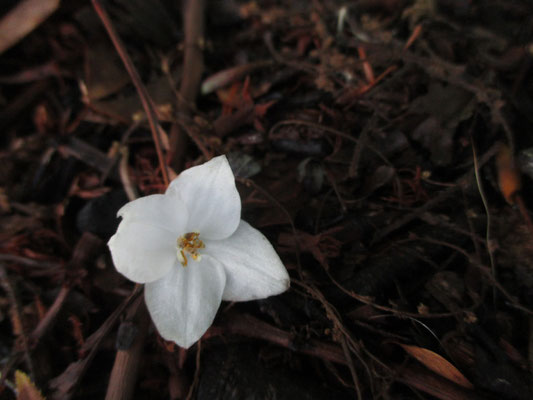 エゴノキの落花