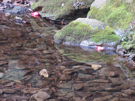 まだ花の季節には早いが、川面には椿の落下