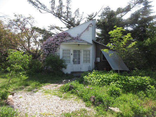オマケは甲斐大泉にある「てんつくりん」と言う小物雑貨屋　廃屋になりかけていたこの可愛い小屋をお店に再生　なんとクレマチスだろうか、花に包まれていた