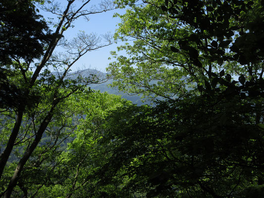 樹間に丹沢山が垣間見える