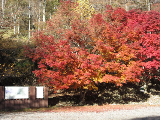 柳沢峠の駐車場ですでに紅葉の大歓迎