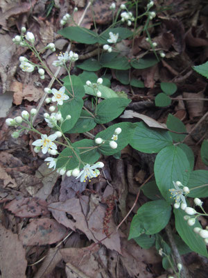 真っ白な花が可憐だ