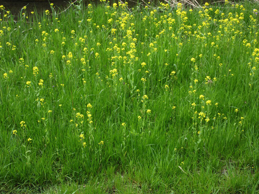 一番目に鮮やかだった菜の花畑