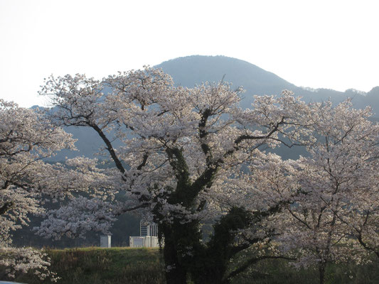 下山後、下界はいずこも春爛漫で桜が満開だった　花見のドライブ