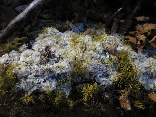 そして日陰の苔むした岩場では、こんな美しい自然の造形　前日の雪雲の置き土産