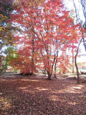 沓掛館山の紅葉1