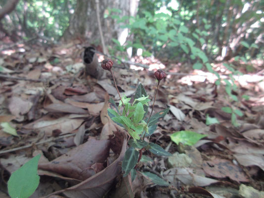 これが今回山中での大大発見！　始めなんだか分からなかったが、同行Iさんの調べで判明　「丹沢に咲く花」にも掲載があったウメガサソウで、超ミニだが木本とのこと