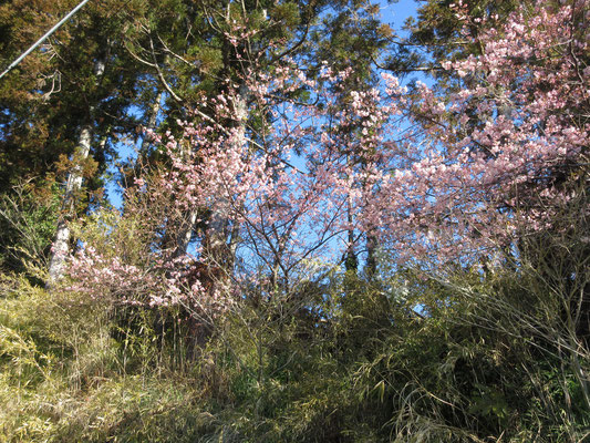 歩きはじめてすぐに河津桜のピンクが歓迎してくれる