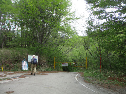 さていよいよ、八ヶ岳御中道ハイキング　林道の終点地点から歩き始める