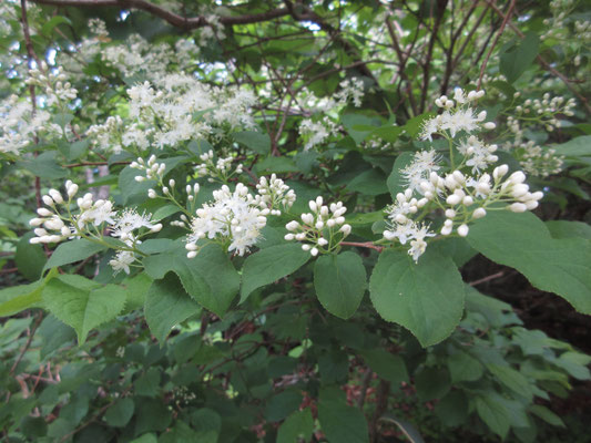 きれいな瑠璃色の実になるとは思えないほどの純白な花