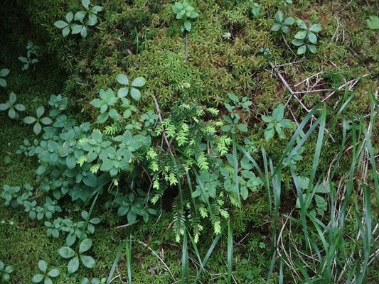 苔の世界3