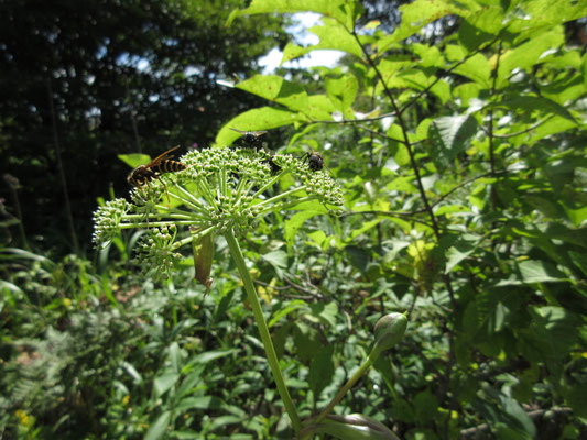 しかし、そのおかげで色々な花に出会えた ハチの仲間がたくさん集まっているが花は不明