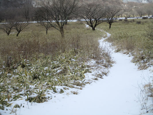 沼の原　白い道がつづく