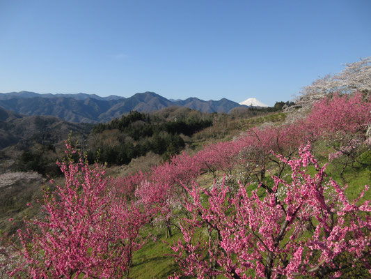 濃いピンクの花は桃だろうか？