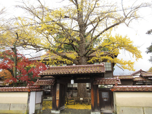 昼からは「深田久弥山の文化館」へ　玄関中庭のイチョウの大木が見事　色づいていて、地面は金色だった