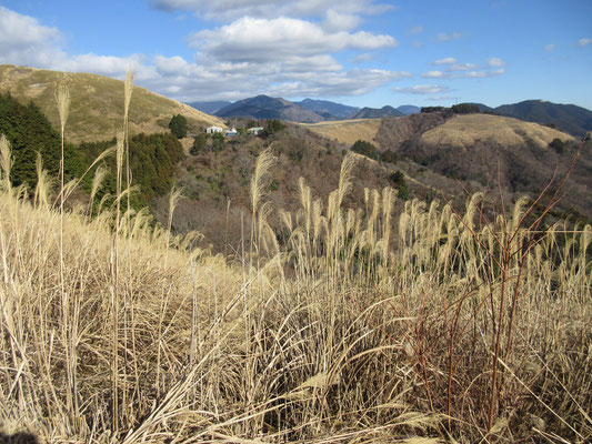 茅の広がる山頂付近