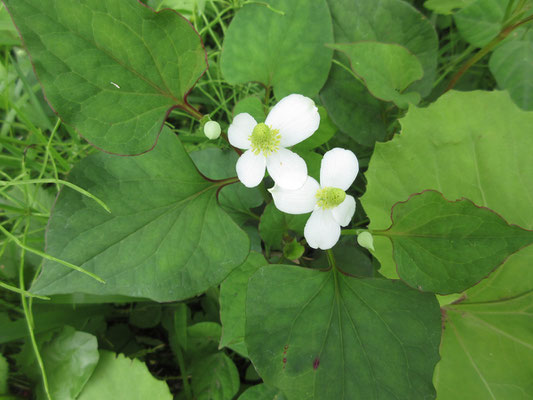 やけに大きくてきれいなドクダミの花　うちのとは何処か雰囲気が違う…