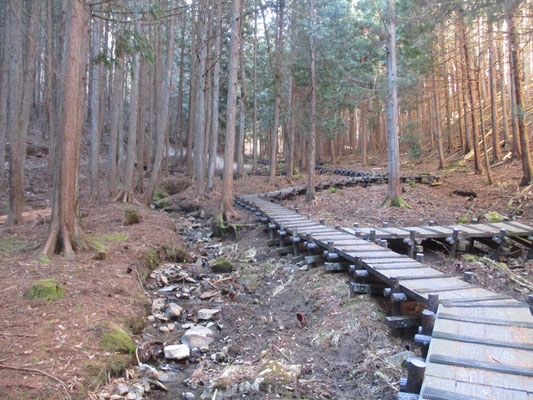 湿原の植物なので公園内には木道がめぐらされていて、そこから観察　