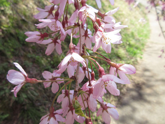 こんな可憐な花が無数に咲き乱れている