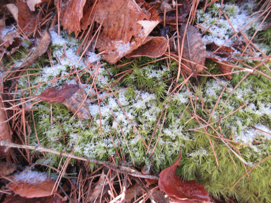 北側に回り込んだ時には雪の名残り　1000mちょいの山だが、やはり北斜面は寒いのだ