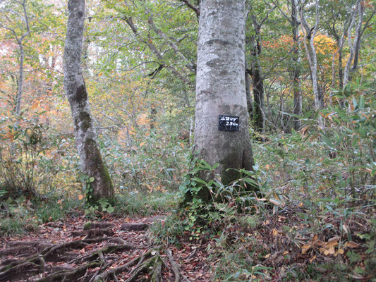 大きなブナの木に「山頂まで2.3km」